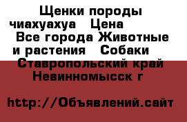 Щенки породы чиахуахуа › Цена ­ 12 000 - Все города Животные и растения » Собаки   . Ставропольский край,Невинномысск г.